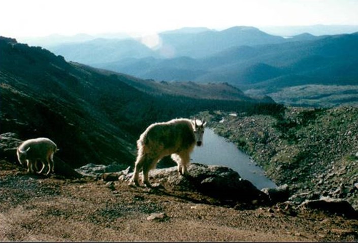Photo of a tarn in Colorado Rockies--with mountain goats