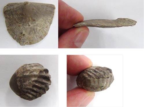 Images of two brachipods