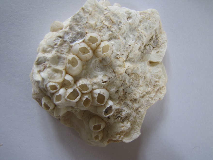 Barnacles on mollusk from Galveston Island TX