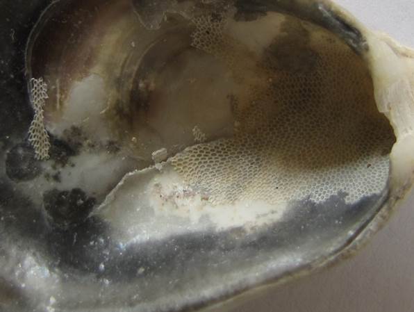 Bryozoa in an oyster from Galveston Island TX