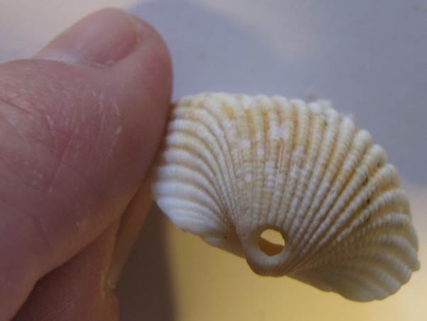 predator drill hole in a bivalve shell Galveston Island Tx