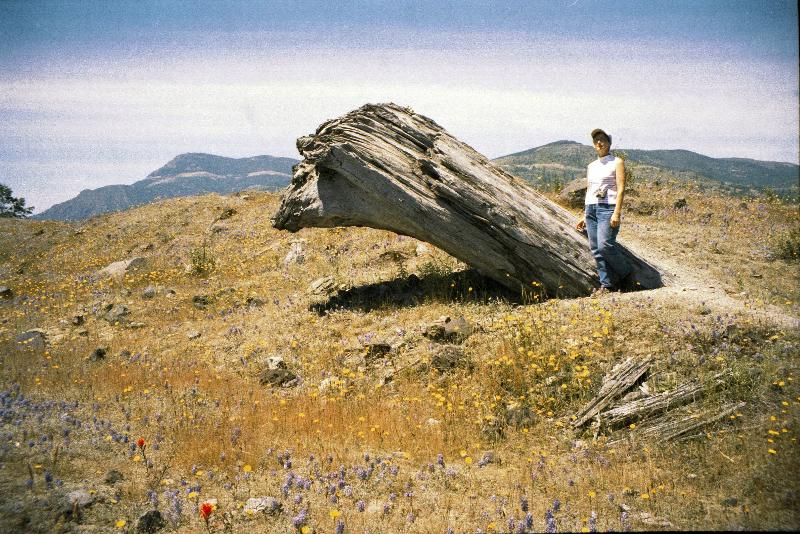 Tree trunck buried upside down in debris flow at Mt St Helens